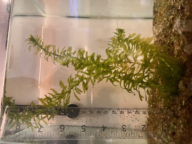 Anacharis live aquarium plant bundle