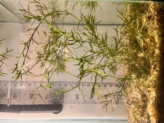 Guppy Grass live aquatic plant in aquarium