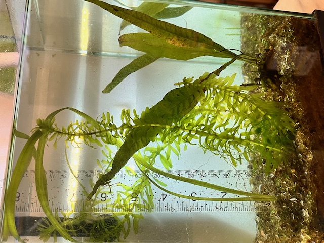 Beginner Aquarium Plant Bundle with Java Fern, Jungle Val, and Anacharis