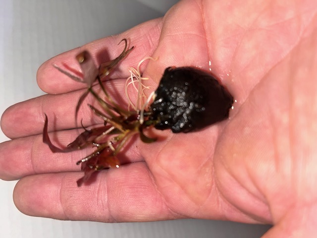 Red tiger lotus aquarium plant bulb and leaves